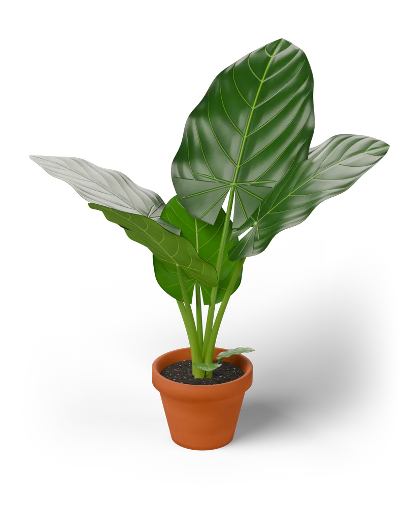 Modelo 3D de uma Alocasia macrorrhizos num vaso de terracota, com grandes folhas em forma de coração, brilhantes e almofadadas, de pé sobre pecíolos grossos