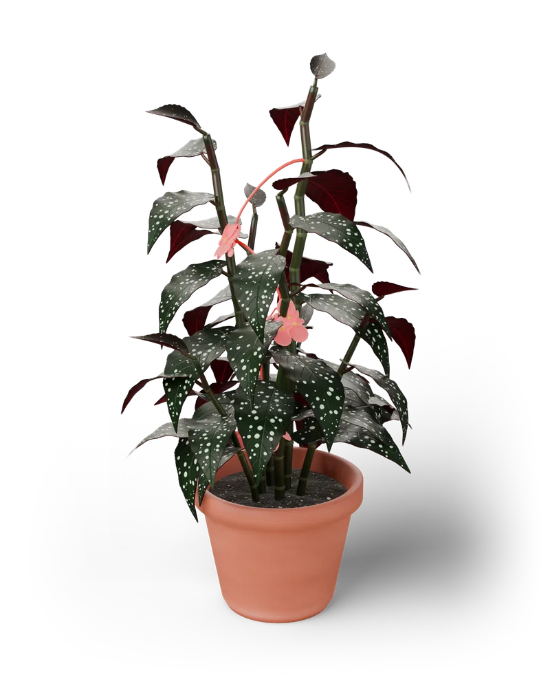 Modelo 3D de uma Begónia maculata em vaso rosa, com folhas verde-escuras de pintas prateadas, verso vermelho e cachos de flores cor de coral