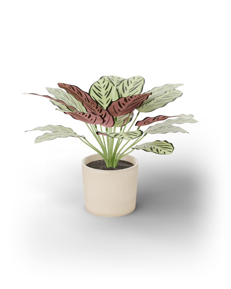 Modelo 3D de uma Calathea makoyana em vaso creme, com folhas claras de manchas verde-escuras e verso púrpura