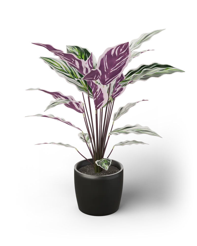 Modelo 3D de uma Calathea 'White Fusion' em vaso cinzento-escuro, de pecíolos altos e folhas onduladas pintadas de verde-escuro, verde-prateado, verde-lima e branco, verso lilás e folhas novas enroladas