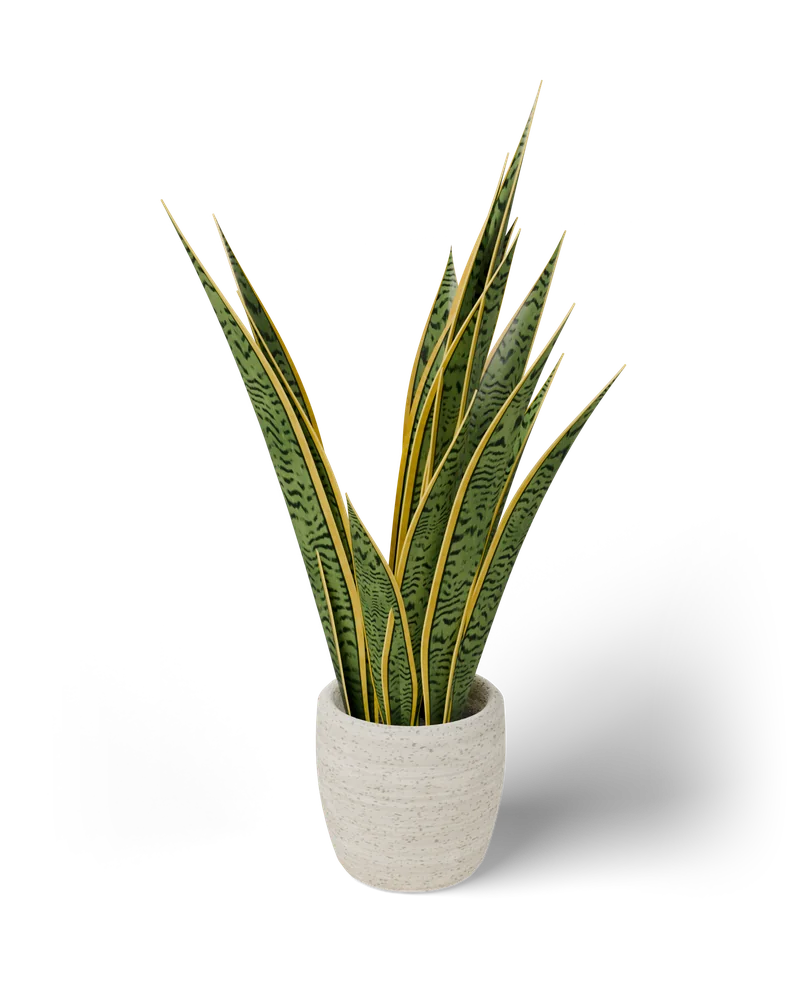 Modelo 3D de uma espada-de-são-jorge 'Laurentii' em vaso branco arredondado, com folhas eretas verde-acinzentadas, faixas escuras em ziguezague e margens amarelas