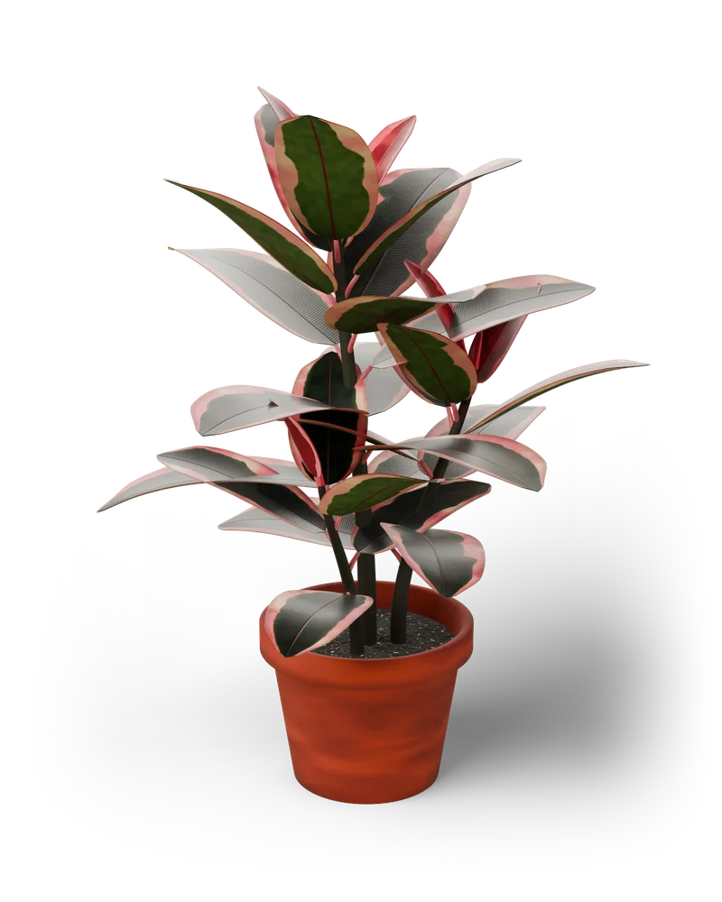 Modelo 3D de uma Ficus elastica 'Ruby' em vaso de terracota, com folhas verdes, creme e rosa