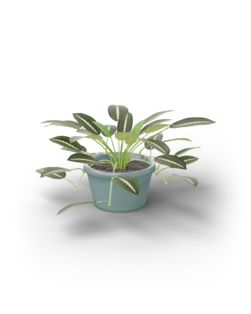 Modelo 3D de uma Maranta leuconeura 'Lemon Lime' em vaso azul-acinzentado, com folhas verde-escuras de nervuras cor de lima em espinha