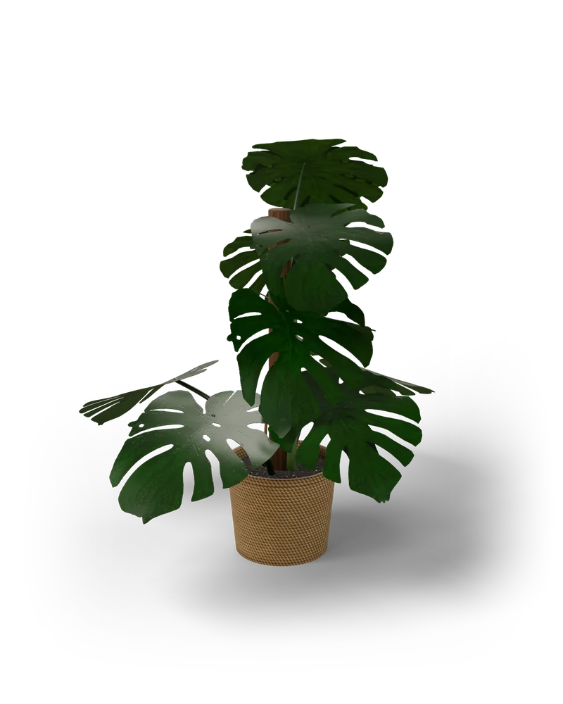 Modelo 3D de uma Monstera deliciosa com folhas grandes recortadas e furadas, num cesto de fibra com tutor de musgo
